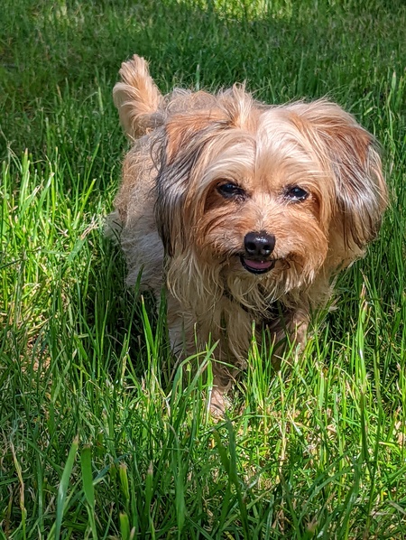 Nilla