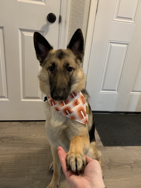 Nova