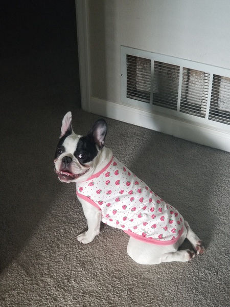 Dolly