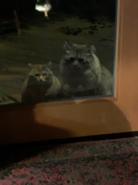 (Little) Fraidy & (Big) Barney