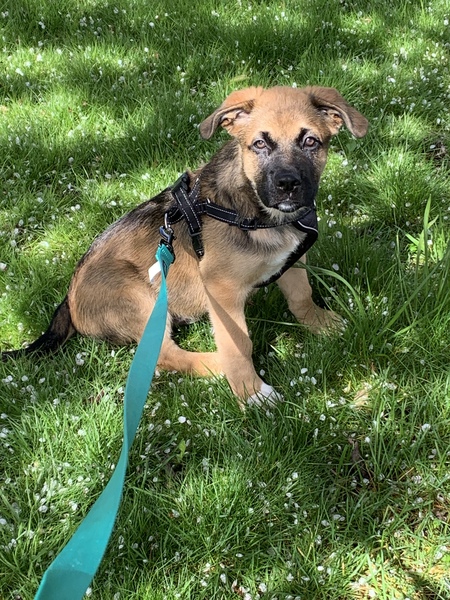 Gus