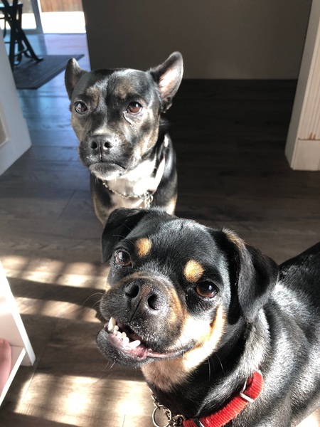 Marty (Tacoma humane society rescue)(for ground) Mochi ( back ground)