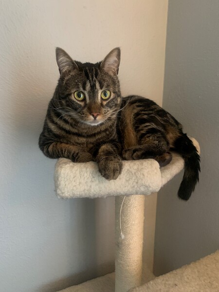 Norman