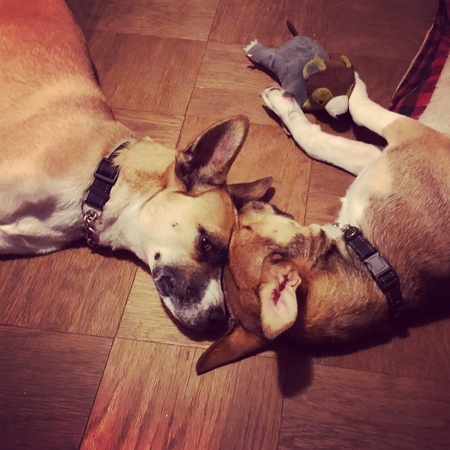 Mr T Rex Dini and Tatertot