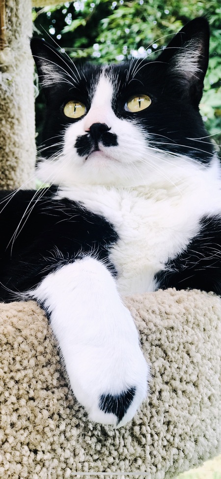 Charlie girl