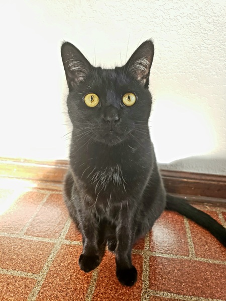 Poe