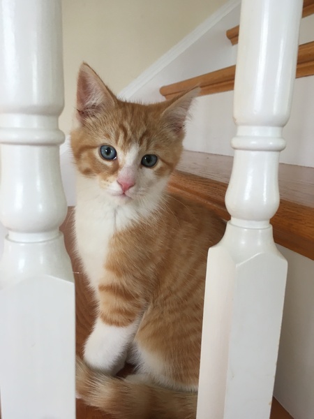 Apollo