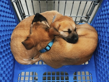 Tulip and Mari