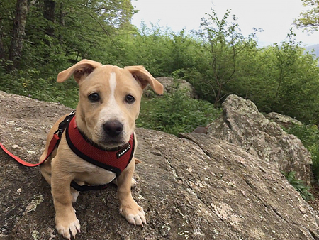 Archie