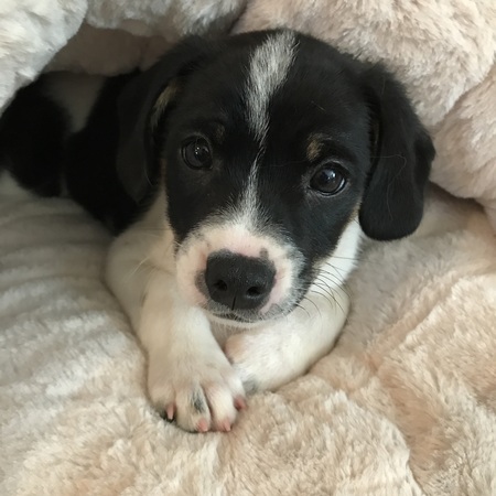 Bowie