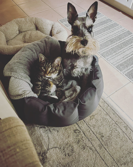 Primrose (Kitty) 
