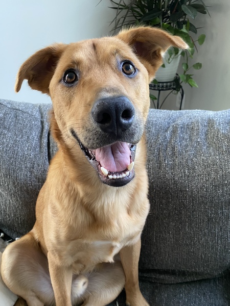 Bohdi