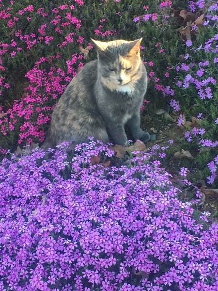 Willow 