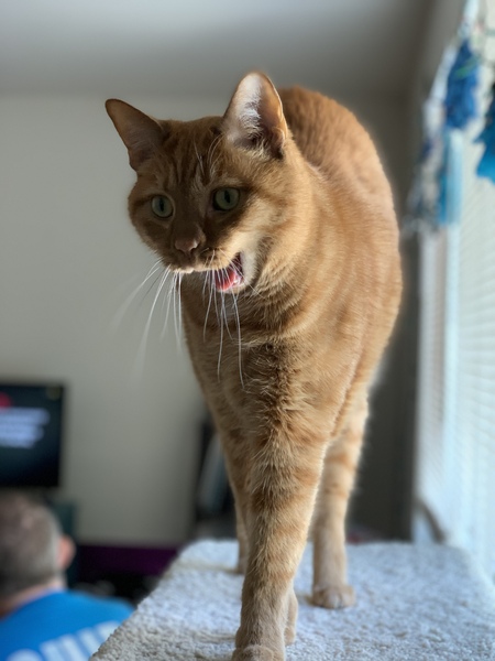 Basil