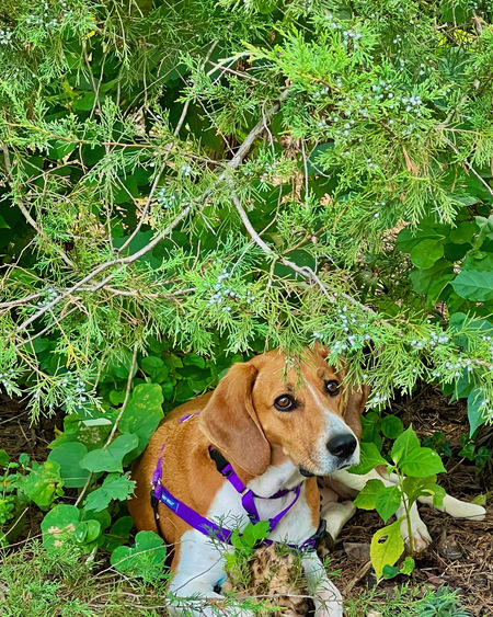 Hazel (fka Kimber)