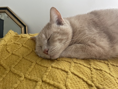 Mango (Ollie Mollie at SPCA)