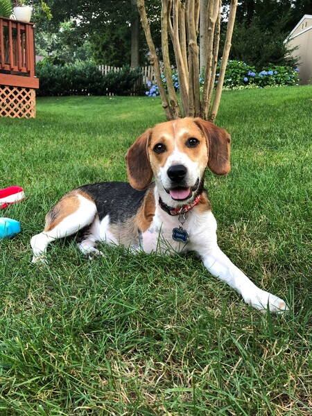 Duffy (formerly Bagel the Brave Beagle)