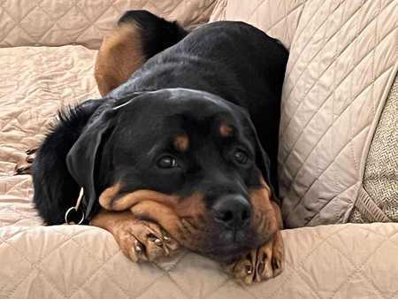 Lexi (formerly Reese)