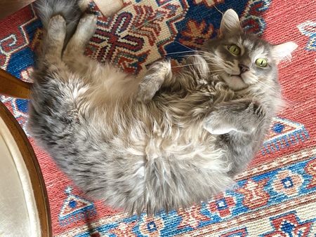 Sid