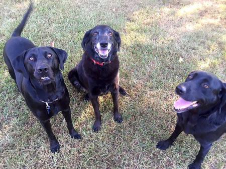 Scout, July & AnnaBelle
