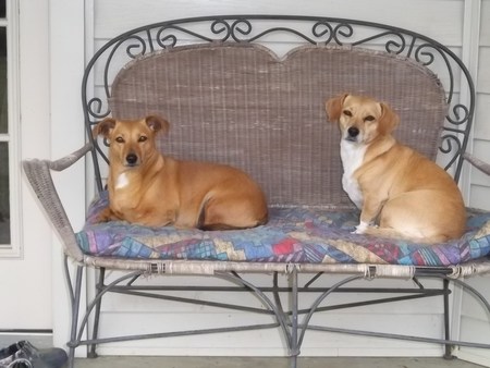 sweetie and sugar