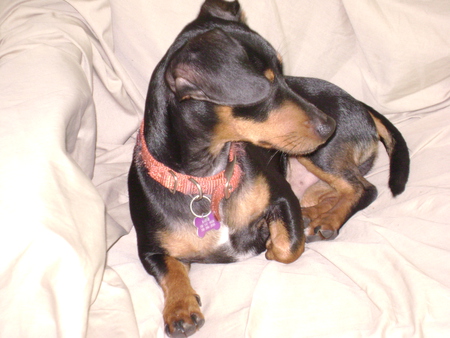 Barnie