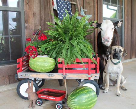 SueLynn (calf) and Harley (dog)