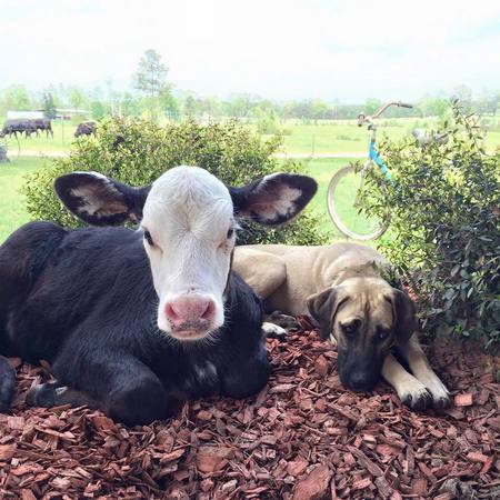 SueLynn (calf) and Harley (dog)