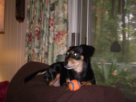 callie