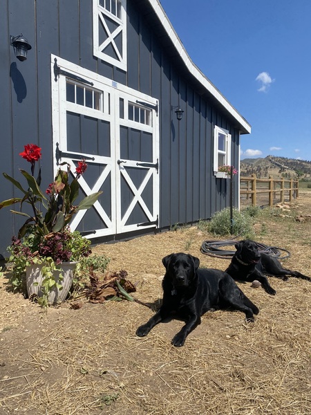 Entry image for Henry & Bailey Nygren-Johnson . Clicking this image will show a larger photo
