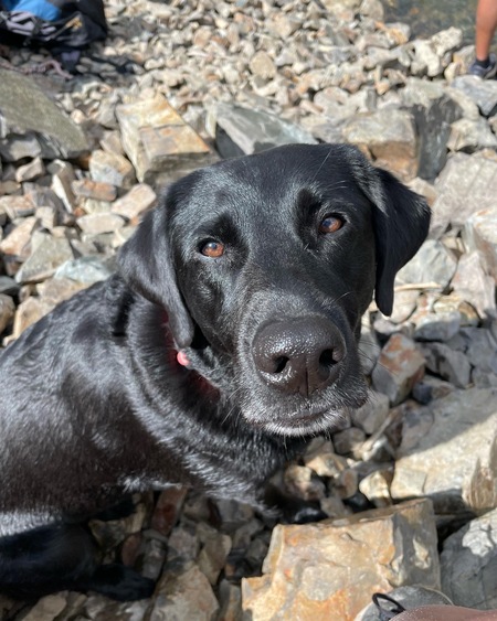 Entry image for Roxy . Clicking this image will show a larger photo