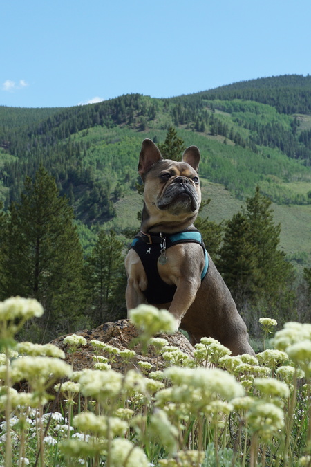 Entry image for Butters. Clicking this image will show a larger photo