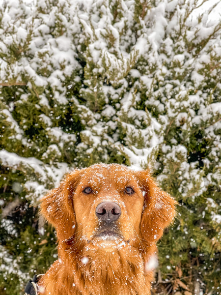 Entry image for Boone. Clicking this image will show a larger photo