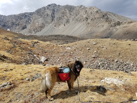 Entry image for Rufus. Clicking this image will show a larger photo