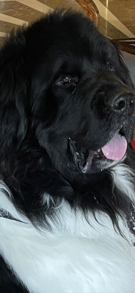 Entry image for Winston . Clicking this image will show a larger photo
