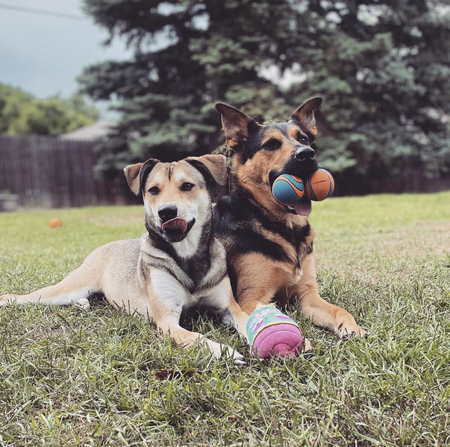 Entry image for Leo and Stella! . Clicking this image will show a larger photo