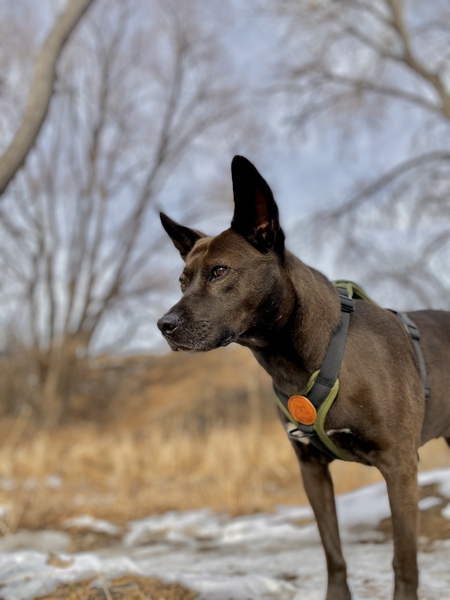 Entry image for Cinnamon. Clicking this image will show a larger photo