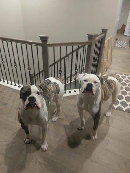 Entry image for Porterhouse & Angus. Clicking this image will show a larger photo