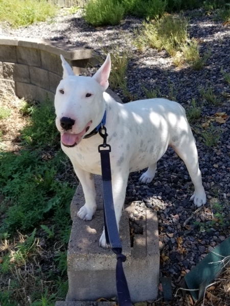 Entry image for Buck. Clicking this image will show a larger photo
