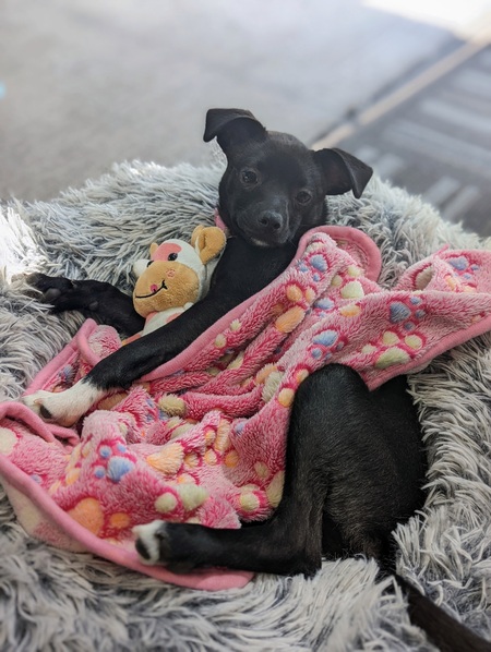 Entry image for Daisy. Clicking this image will show a larger photo