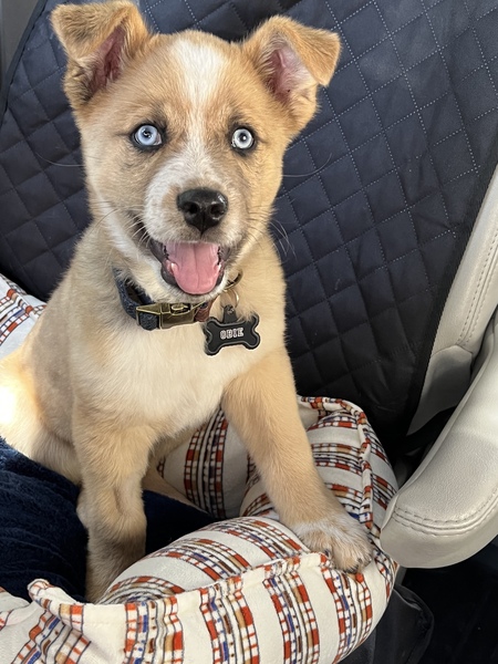 Entry image for Obie (Old Blue Eyes). Clicking this image will show a larger photo