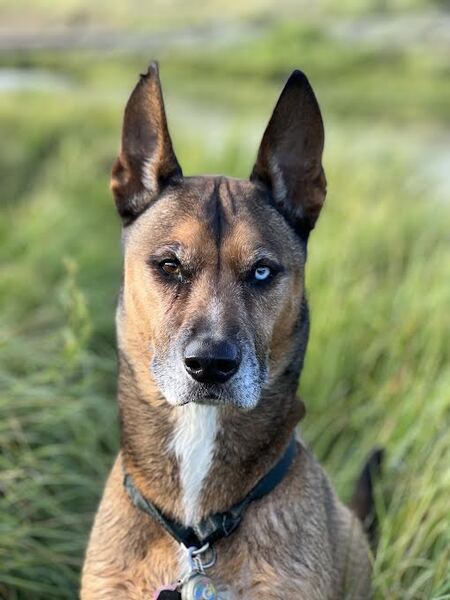 Entry image for Finn. Clicking this image will show a larger photo