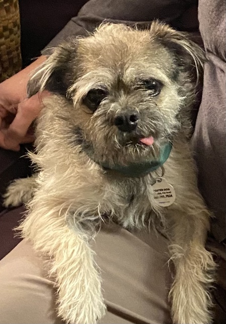 Entry image for Teddy. Clicking this image will show a larger photo