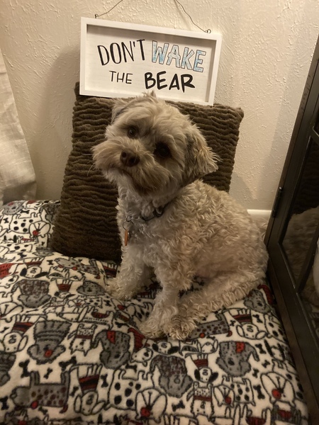 Entry image for Bear. Clicking this image will show a larger photo