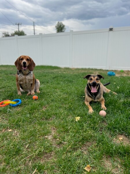 Entry image for Charlie and Bellami. Clicking this image will show a larger photo