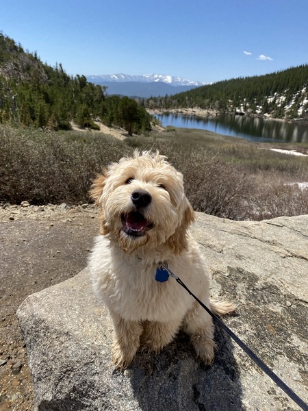 Entry image for Cooper. Clicking this image will show a larger photo
