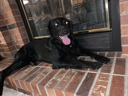 Entry image for Murphy. Clicking this image will show a larger photo