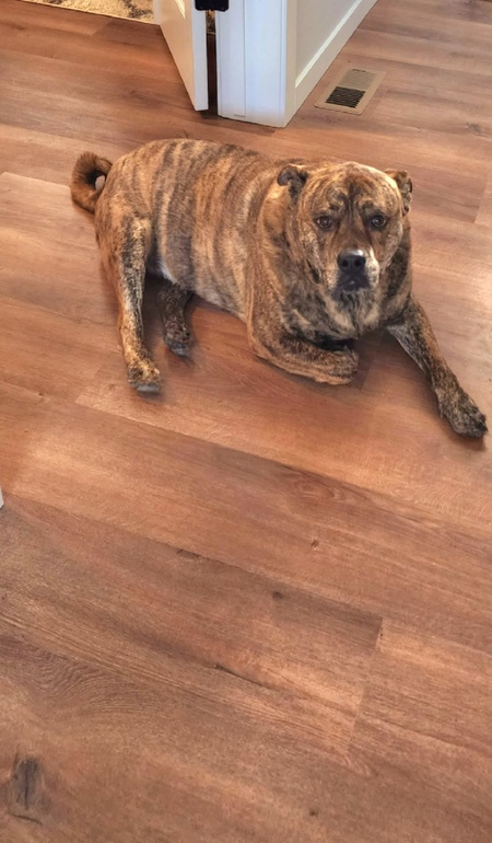 Entry image for Pudgie. Clicking this image will show a larger photo