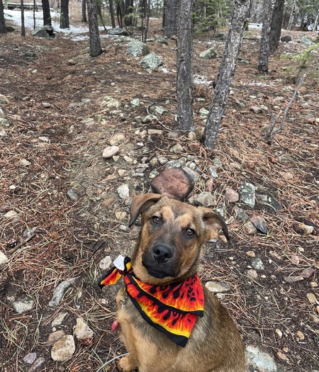 Entry image for Beau. Clicking this image will show a larger photo
