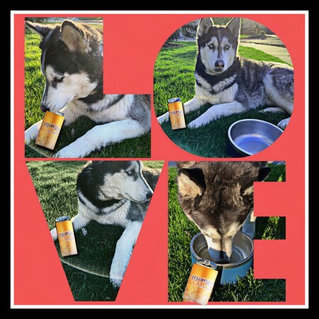 Entry image for Miko. Clicking this image will show a larger photo